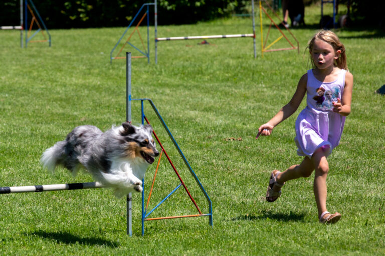 Hund beim Agility-Parcours