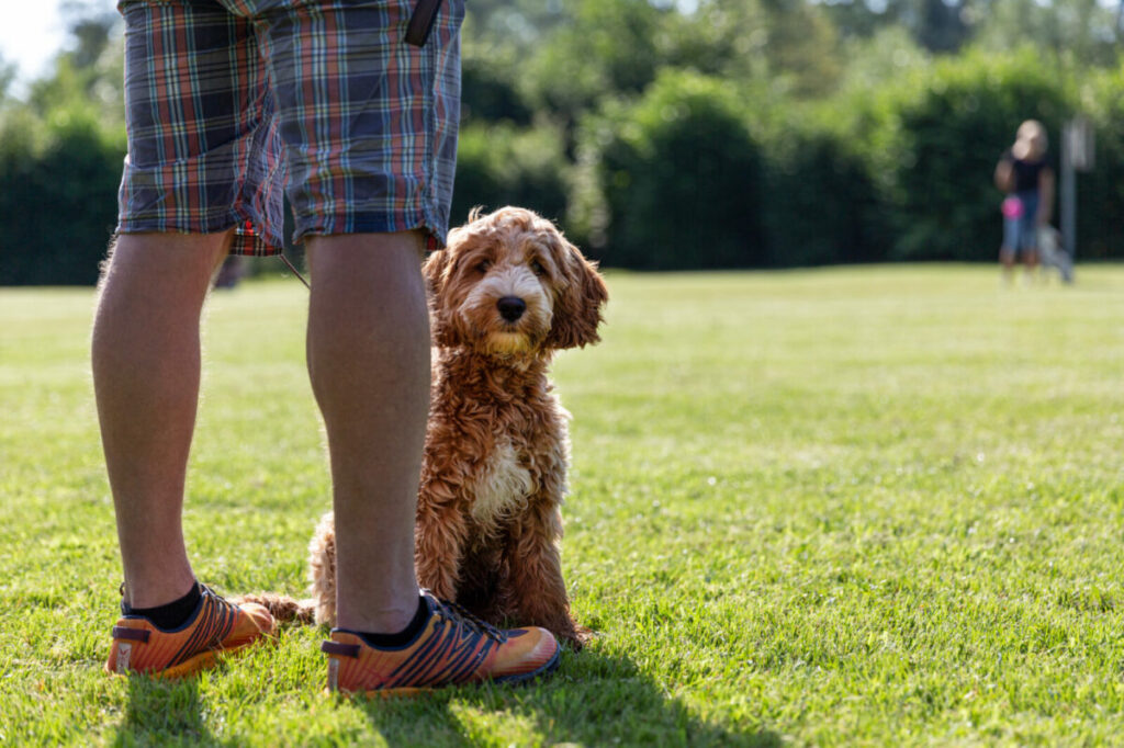 Hund und Hundeführerin bei der Unterordnung