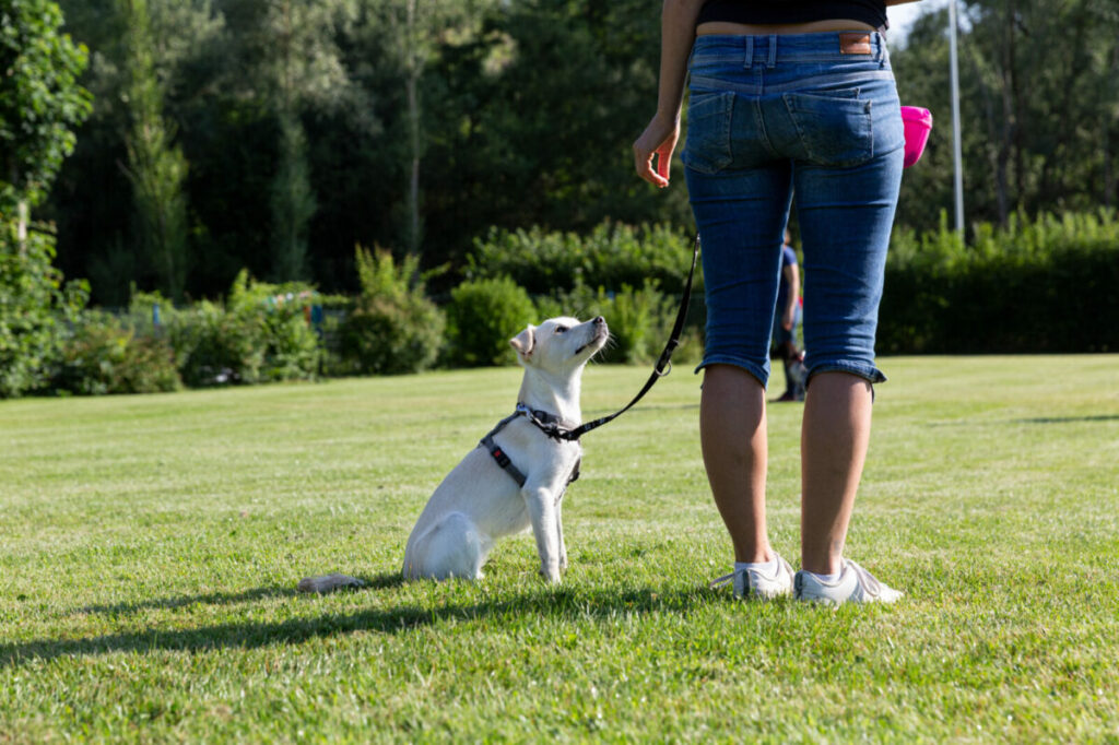Hund übt entspanntes Verhalten im Alltag