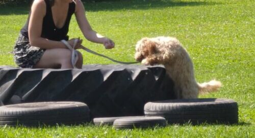 Welpe beim Training