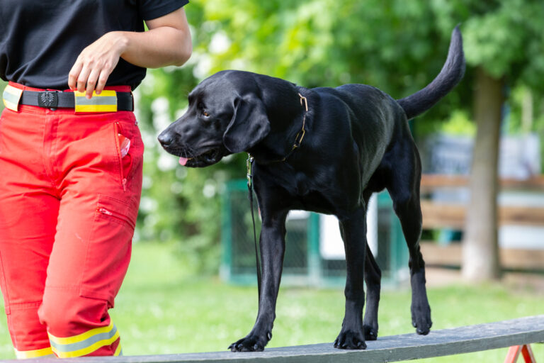 Rettungshund beim Training